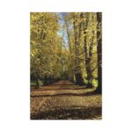Yellow Fallen Leaves From Trees Standard Canvas - Image 2