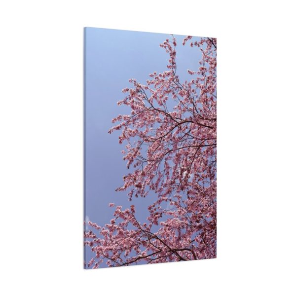 91655-215.jpg Pink Tree Blossom Standard Canvas