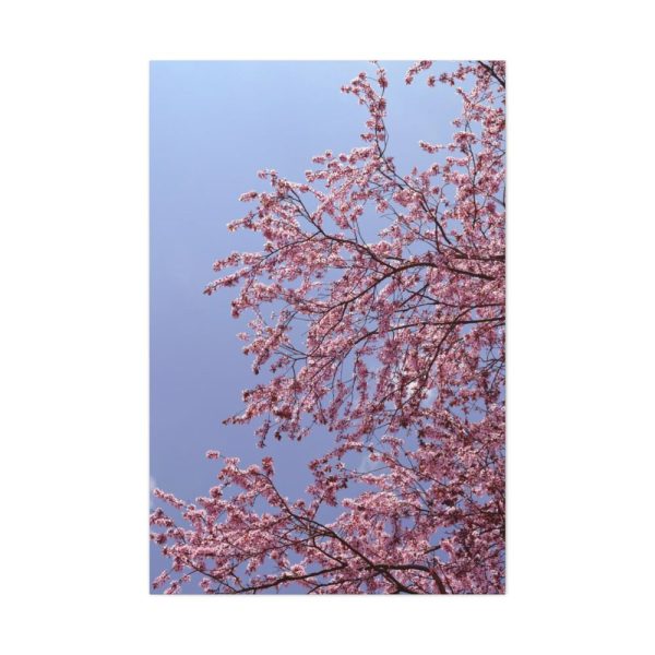 91655-216.jpg Pink Tree Blossom Standard Canvas
