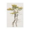 91655-66.jpg Study of Deciduous Tree by Friedrich von Scheidlin Standard Canvas