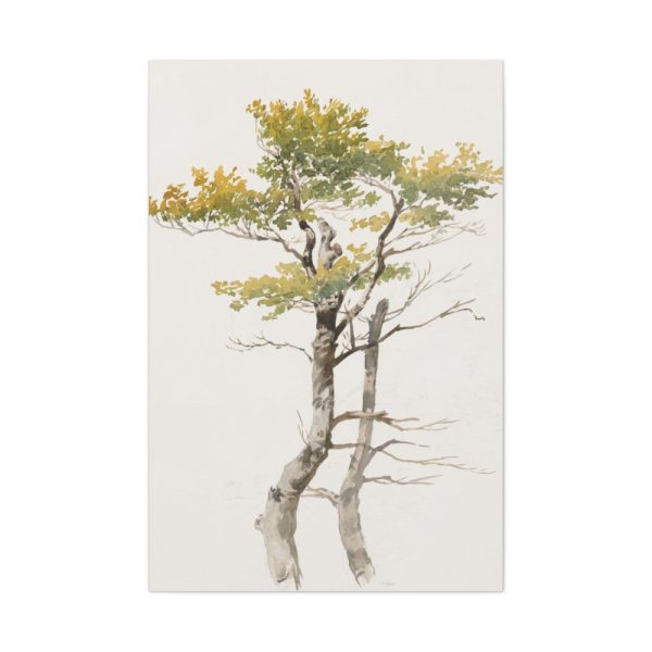 91655-66.jpg Study of Deciduous Tree by Friedrich von Scheidlin Standard Canvas