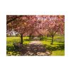 92408-340.jpg Park with Pink Blossom Trees Poster