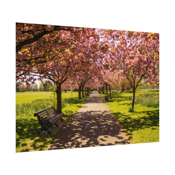 92408-342.jpg Park with Pink Blossom Trees Poster