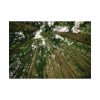 92408-435.jpg Perspective Tall High Up Trees Poster