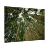 92408-437.jpg Perspective Tall High Up Trees Poster