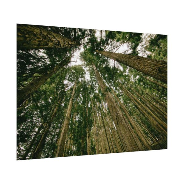 92408-437.jpg Perspective Tall High Up Trees Poster