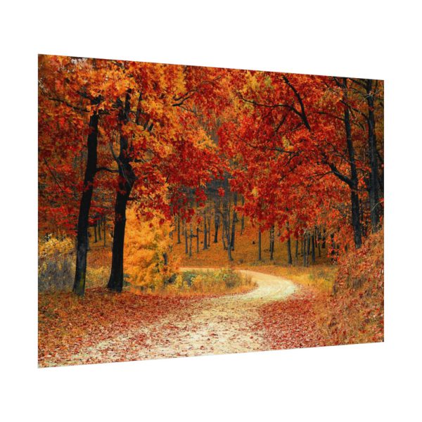 92408-442.jpg Fall Autumn Red Season Woods Poster