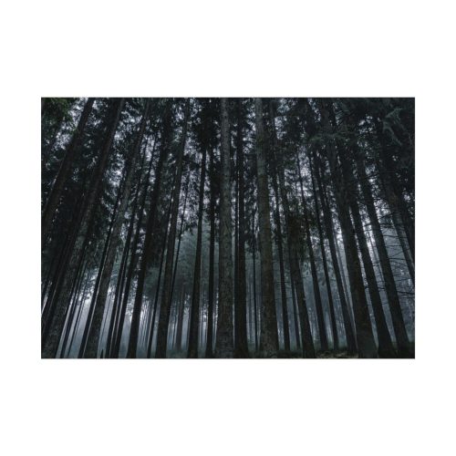 Cold Forests Trees Poster