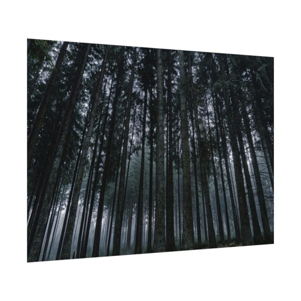 92408-447.jpg Cold Forests Trees Poster