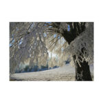 Tree Hoarfrost Poster