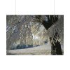92408-451.jpg Tree Hoarfrost Poster