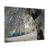 92408-452.jpg Tree Hoarfrost Poster