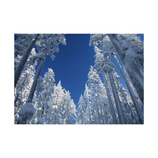 92408-455.jpg Snow Ponderosa Pines Trees Poster
