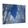 92408-457.jpg Snow Ponderosa Pines Trees Poster
