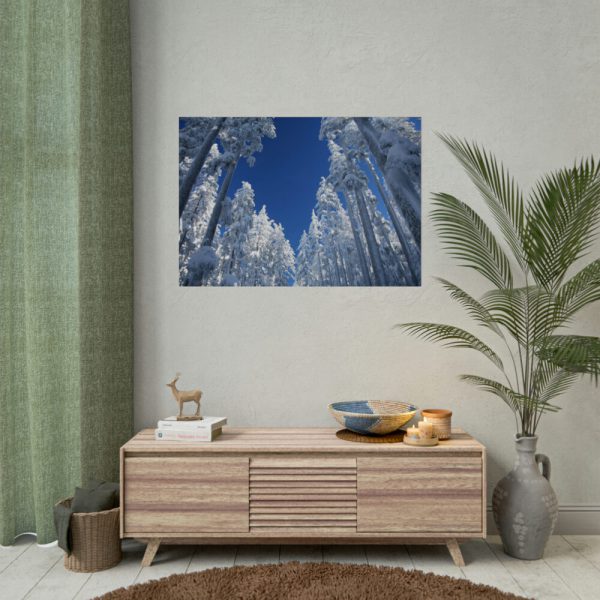 92408-458.jpg Snow Ponderosa Pines Trees Poster