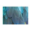 92408-545.jpg Parrot Feathers Texture Poster