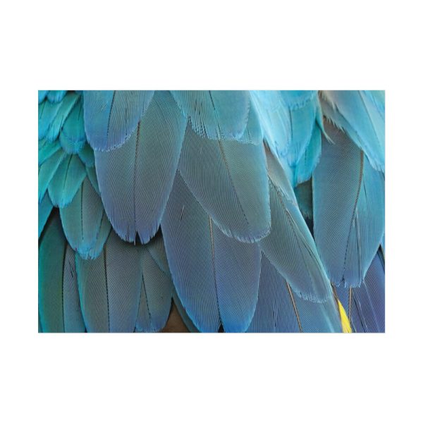 92408-545.jpg Parrot Feathers Texture Poster