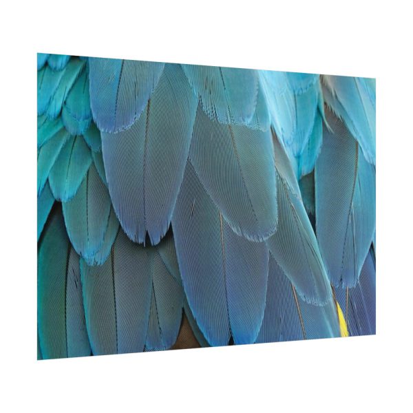 92408-547.jpg Parrot Feathers Texture Poster
