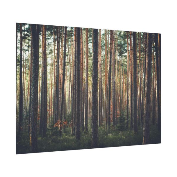 92408-817.jpg Thicket Pine Trees Poster