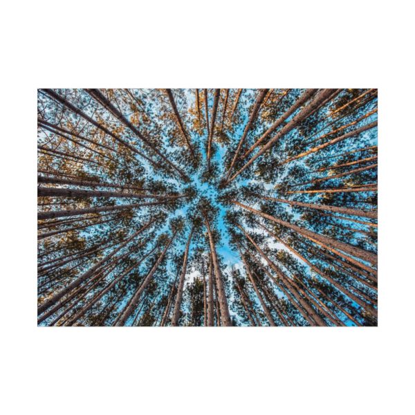 92408-835.jpg Trees Upward Poster