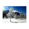 92408-875.jpg Blue Sky Cold Daylight Fosty Trees Poster