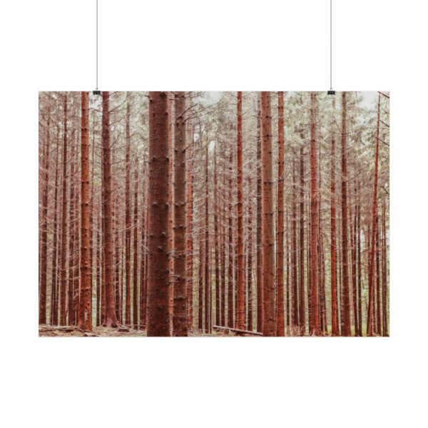 Forest Trees in Autumn Poster