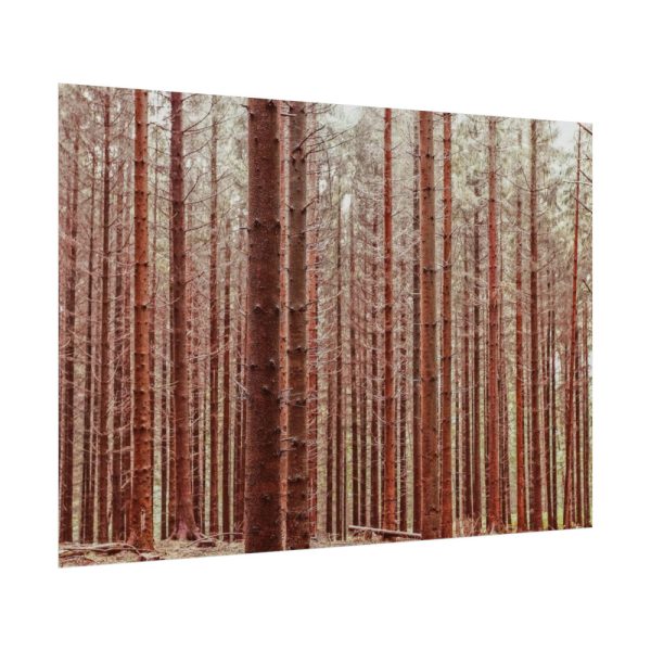 Forest Trees in Autumn Poster