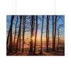 92408-896.jpg Sun and Trees Poster