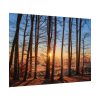 92408-897.jpg Sun and Trees Poster