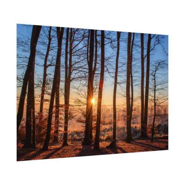 92408-897.jpg Sun and Trees Poster