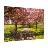 92409-342.jpg Park with Pink Blossom Trees Poster
