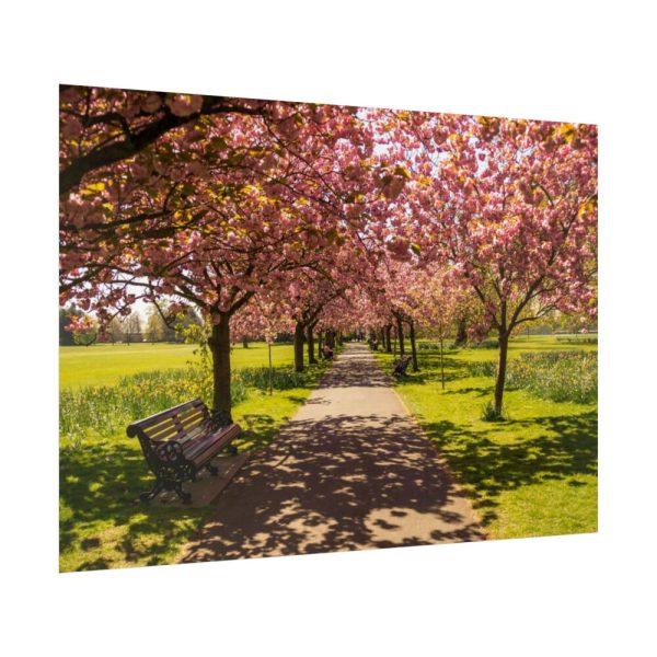 92409-342.jpg Park with Pink Blossom Trees Poster