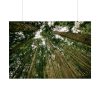 92409-431.jpg Perspective Tall High Up Trees Poster
