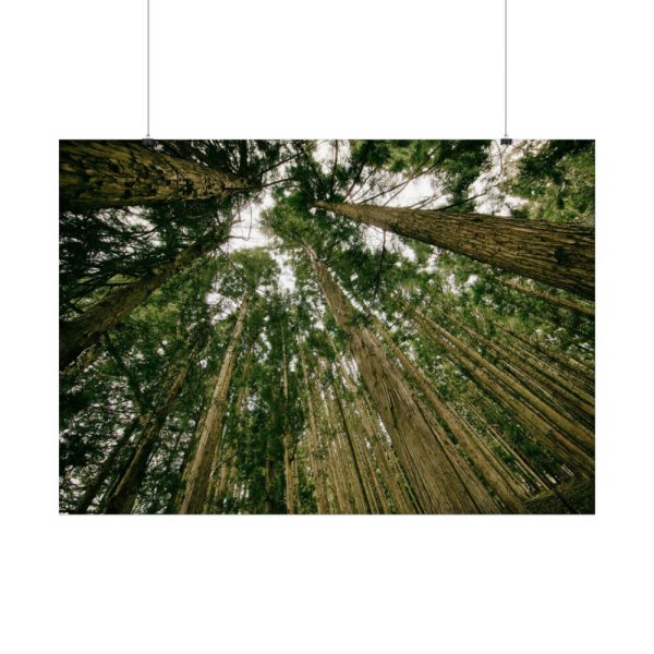 92409-431.jpg Perspective Tall High Up Trees Poster