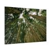 92409-432.jpg Perspective Tall High Up Trees Poster