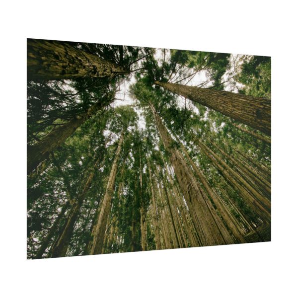 92409-432.jpg Perspective Tall High Up Trees Poster