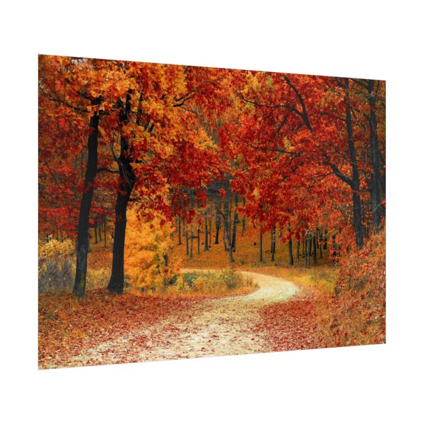 92409-437.jpg Fall Autumn Red Season Woods Poster