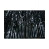 92409-441.jpg Cold Forests Trees Poster