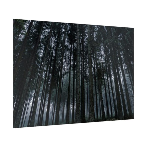 92409-442.jpg Cold Forests Trees Poster