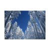 92409-450.jpg Snow Ponderosa Pines Trees Poster