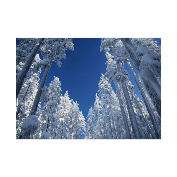 92409-450.jpg Snow Ponderosa Pines Trees Poster