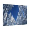 92409-452.jpg Snow Ponderosa Pines Trees Poster