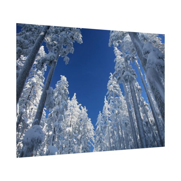 92409-452.jpg Snow Ponderosa Pines Trees Poster