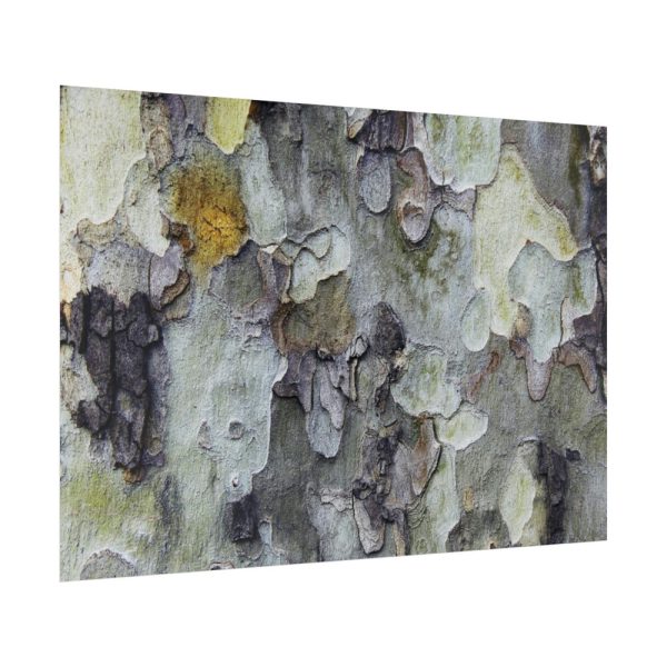 92409-532.jpg Tree Bark Texture Poster