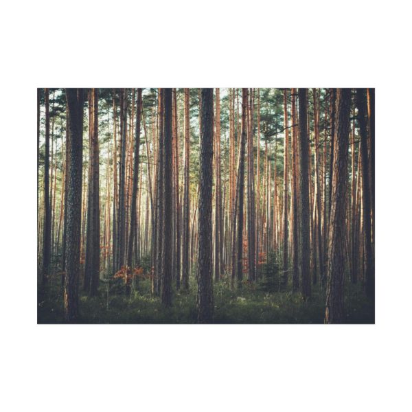 92409-810.jpg Thicket Pine Trees Poster