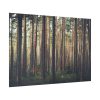 92409-812.jpg Thicket Pine Trees Poster