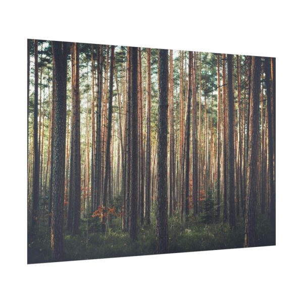 92409-812.jpg Thicket Pine Trees Poster