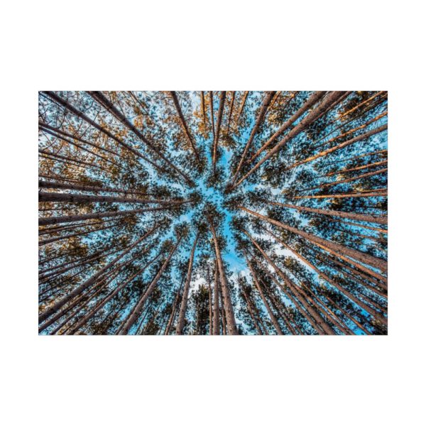 92409-830.jpg Trees Upward Poster