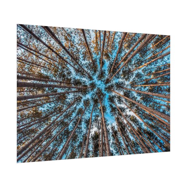 92409-832.jpg Trees Upward Poster