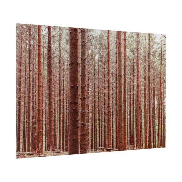 Forest Trees in Autumn Poster